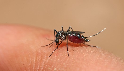Loài muỗi sống được bao lâu?